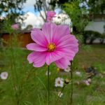 KrzysiekJa tu tylko tak zostawię. Mądry nie będzie ł cudzej... — image 6